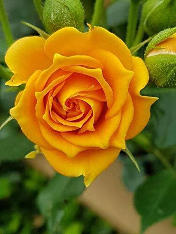 NRDhub Rose Plant  (Hybrid, Pack of 1)
