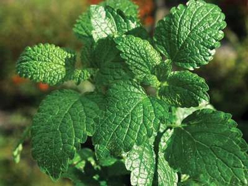 Paudha Organic PepperMint Seed  (61 per packet)