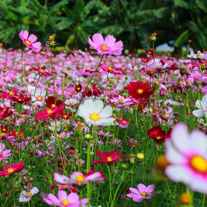 KANAYA Cosmos Hybrid Flower Seed  (90 per packet)