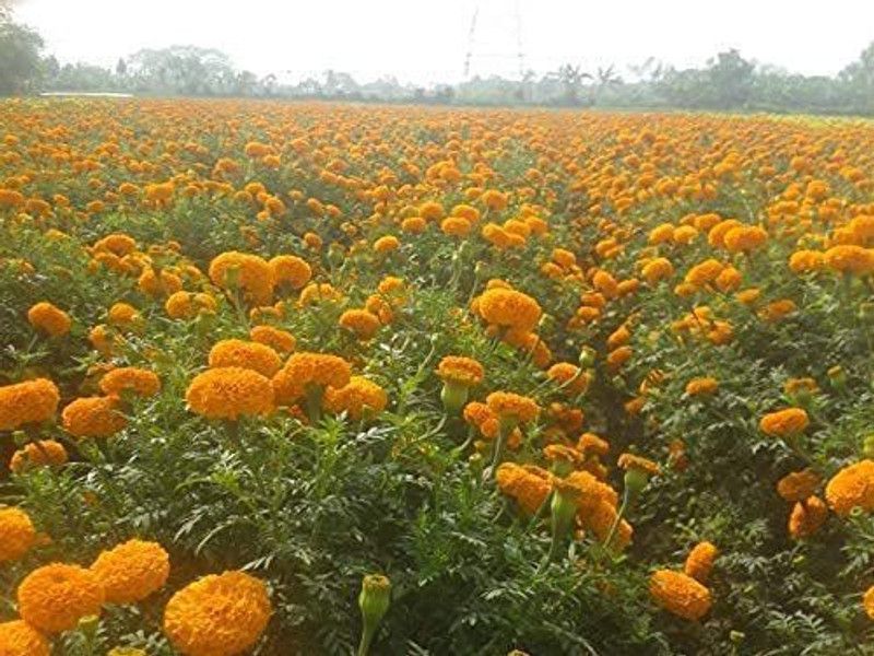 KANAYA Marigold French Flower Seed  (10 per packet)