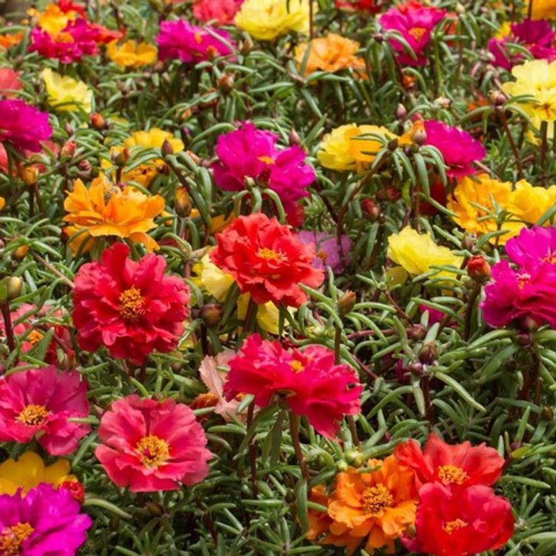 XOLDA Hybrid Portulaca Seed  (70 per packet)