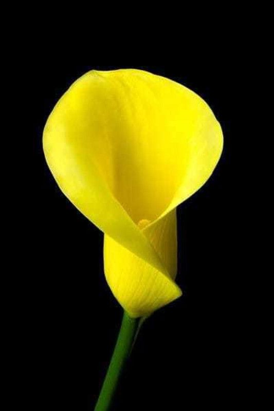 SIDDHI VINAYAK GALLERY Imported VarietyCalla Lily yellow flower bulbs color Exotic Beautiful flower bulbs all season for home gardening Seed  (18 per packet)
