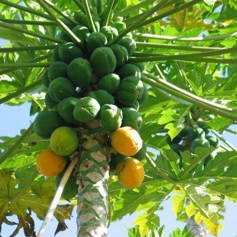 PLANTZON Papaya Hybrid Seed  (11 per packet)
