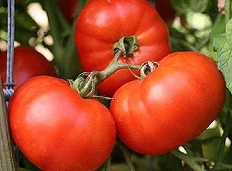 VibeX ® LXI-191 Early Girl Tomato Seeds Seed  (200 per packet)