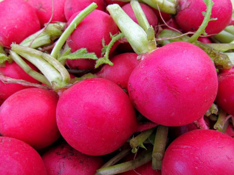 Paudha Radish Red Round Seed  (42 per packet)