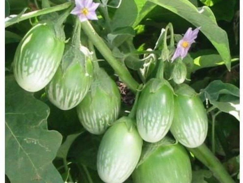 XOLDA Brinjal Green Round plant Seed  (36 per packet)