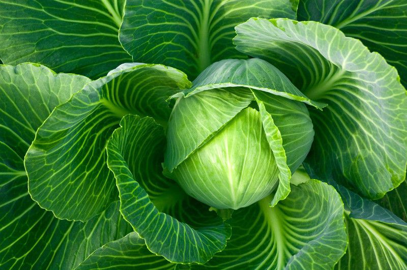 Nodoc Cabbage Hybrid Seed  (27 per packet)