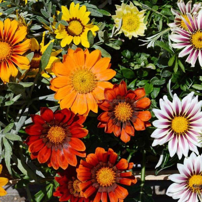 Mozette Exotic gazania Seed  (15 per packet)