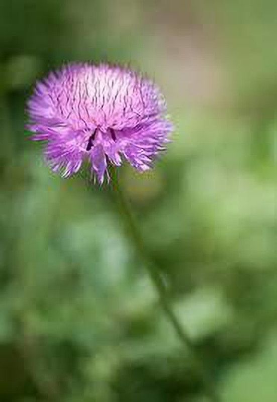 Nodoc Sweet Sultan Seed  (35 per packet)