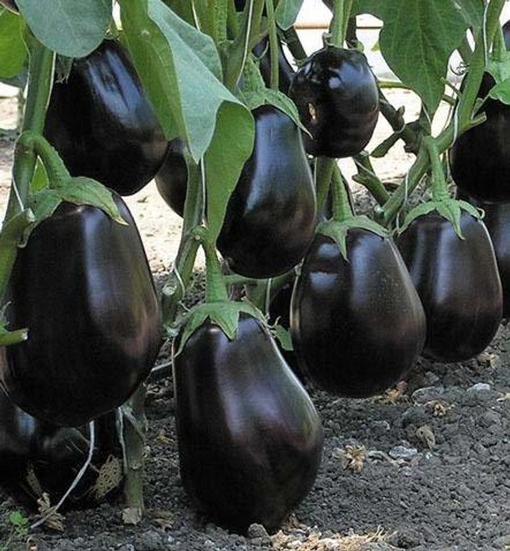 XOLDA Organic Brinjal Round Seed  (20 per packet)
