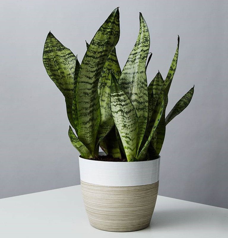 J R GLOBLE Snake Plant  (Hybrid, Pack of 1)