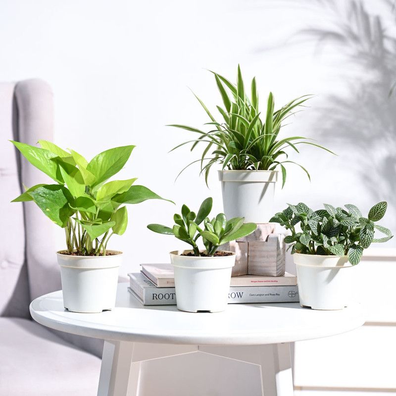 Plantoos Crasulla Ovata Plant  (Pack of 1)
