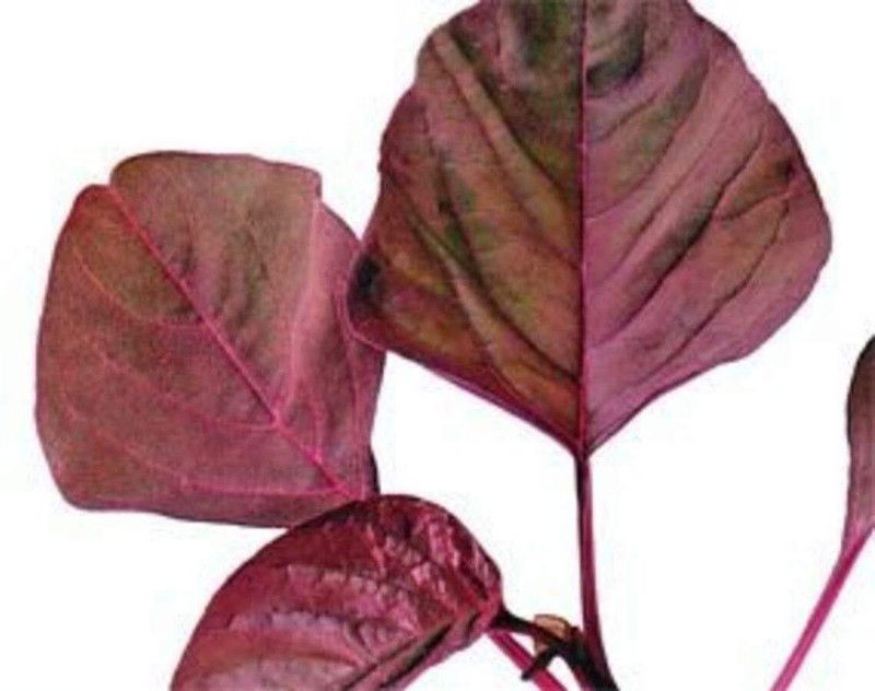 XOLDA Organic red amarnthus Seed  (38 per packet)
