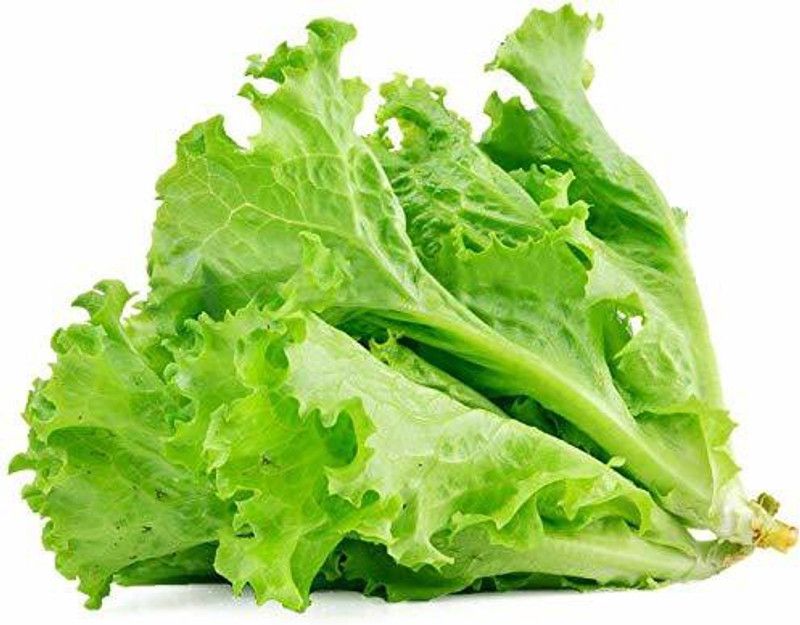 JRYU Lettuce Seeds for Kitchen Gardening Seed  (150 per packet)