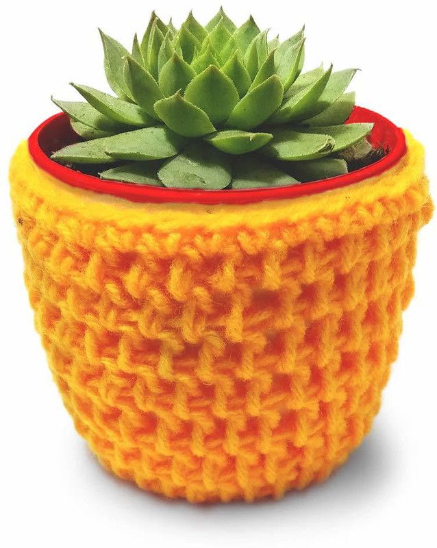HILLMART Sempervivum Tectorum Plant  (Pack of 1)