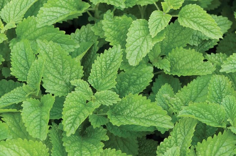 Airex LEMON BALM HERB SEEDS (PACK OF 30 SEEDS X 1 PACKET Seed  (30 per packet)