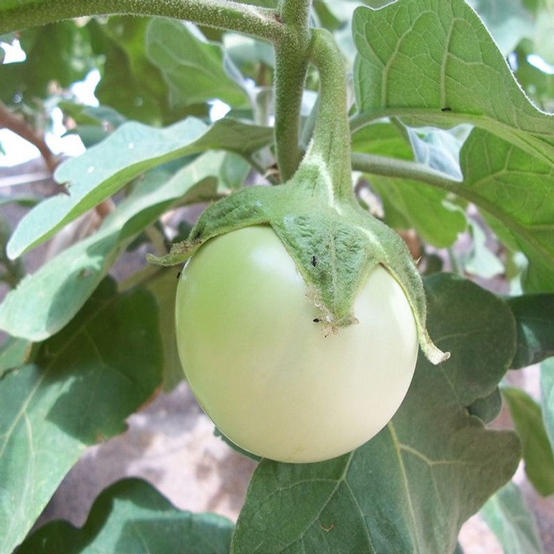 XOLDA Organic Brinjal White F1 Seed  (25 per packet)