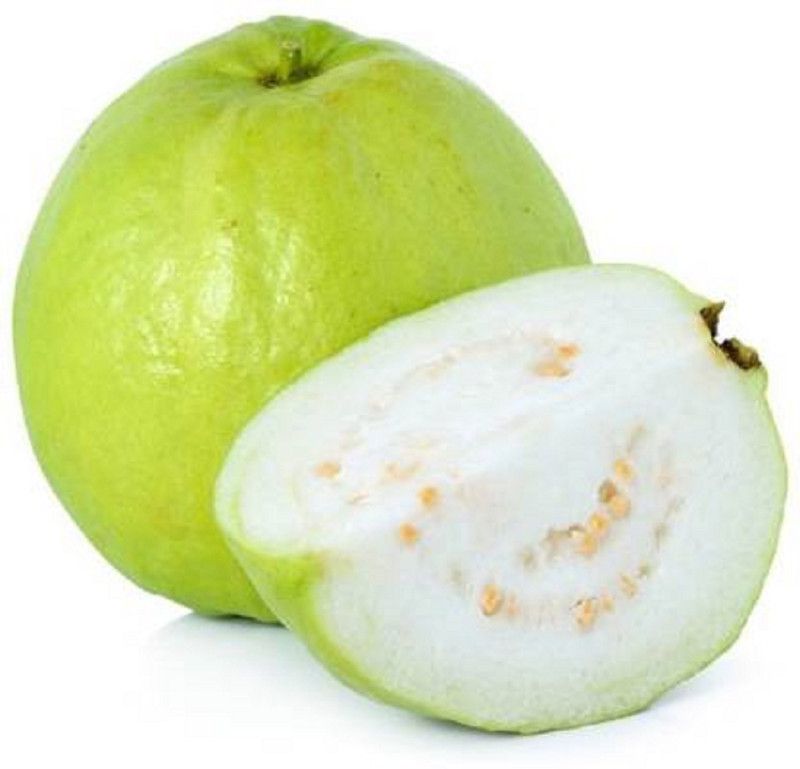 SJ STOCKS Guava Plant  (Pack of 1)