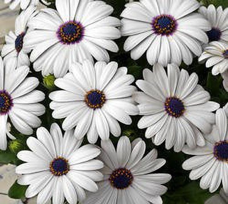 Paudha Dimorphotica white Seed  (41 per packet)