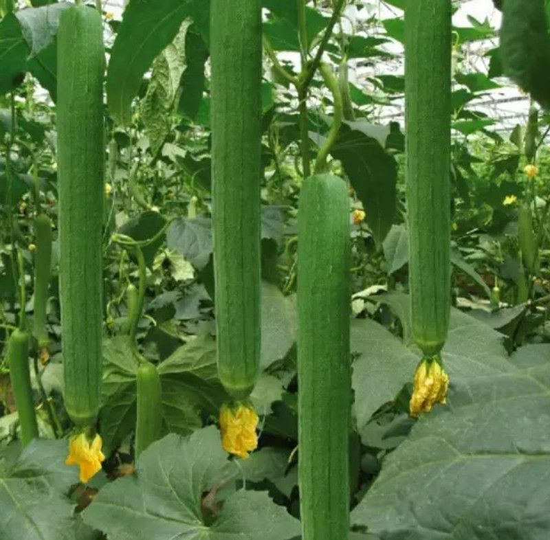 UGRA Long Sponge gourd Seed  (100 per packet)