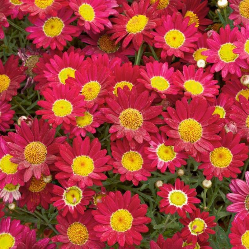 Paudha Daisy Red Seed  (48 per packet)