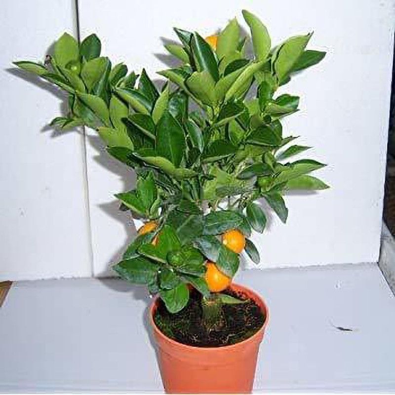 green paradise Orange Plant  (Hybrid, Pack of 1)