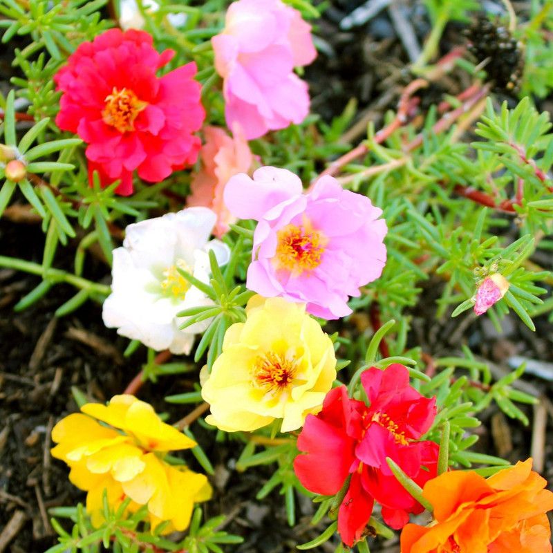XOLDA Portulaca Mix Flower Seed  (180 per packet)