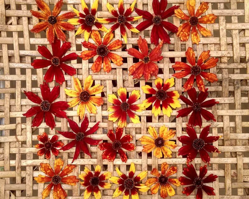 Mozette Exotic coreopsis Seed  (11 per packet)