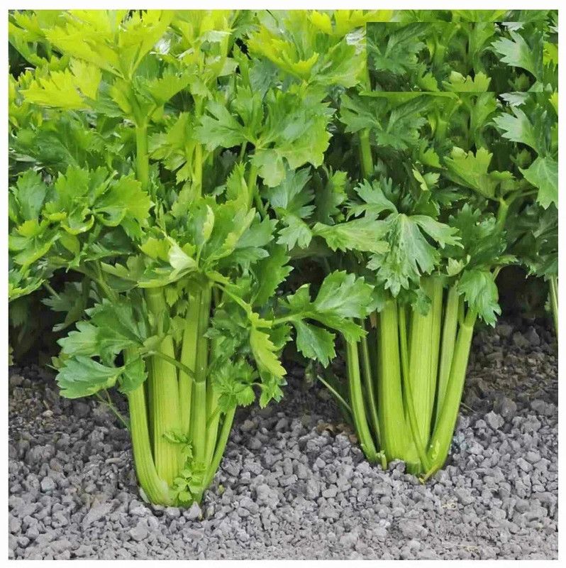 ENTENT Celery Stick Plant Seed  (50 per packet)