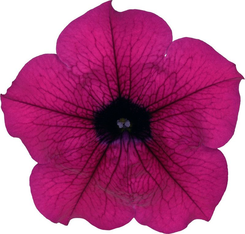 Paudha PETUNIA Seed  (10 per packet)