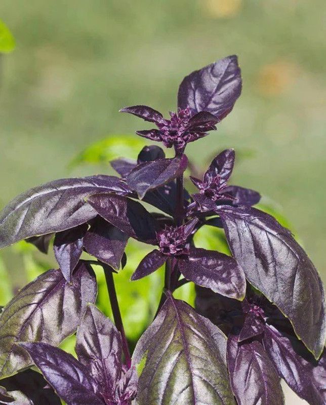 ONUS Rosie Basil Herb Plant Seed  (100 per packet)