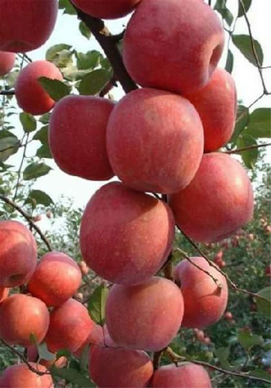 DAIVISH Apple Plant  (Pack of 1)