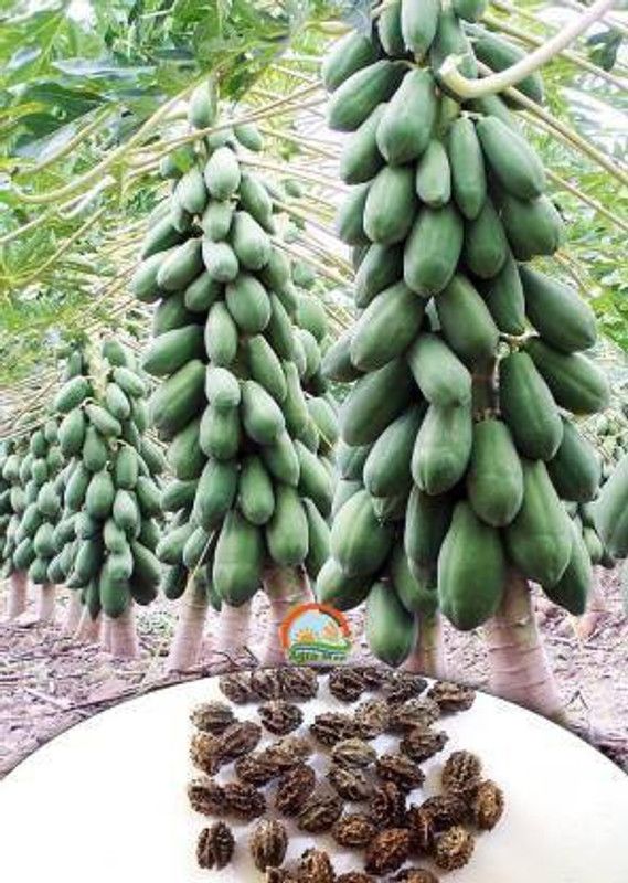 Go Green Red Lady 786 Papaya Taiwan Seeds Seed  (300 per packet)