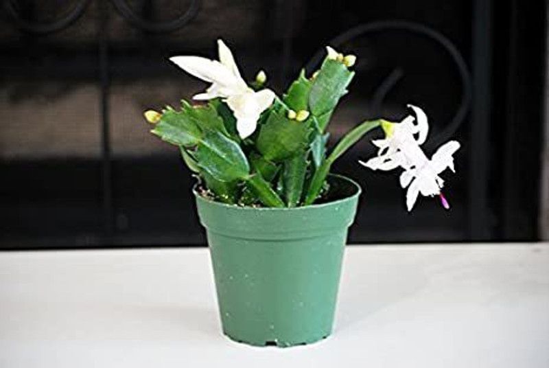 GRIN HEAVEN NURSERY Christmas Cactus Plant  (Pack of 1)
