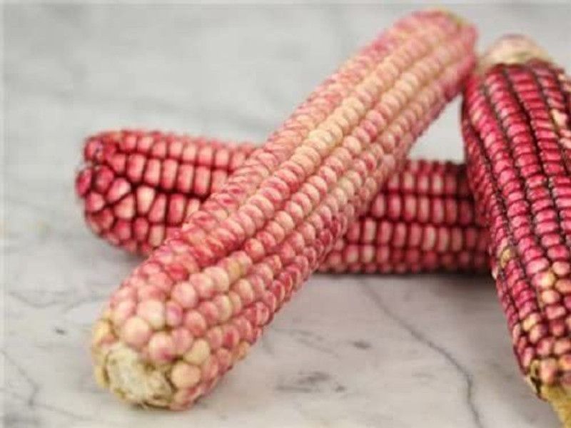 WILLVINE NBIR-816 PINK GLASS GEM CORN Ornamental Seed  (500 per packet)