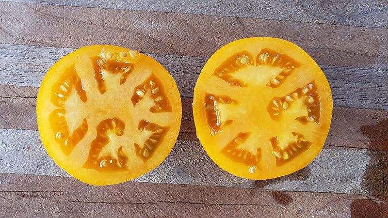 WILLVINE TLX-942 Golden Jubilee Tomato Seeds Seed  (200 per packet)