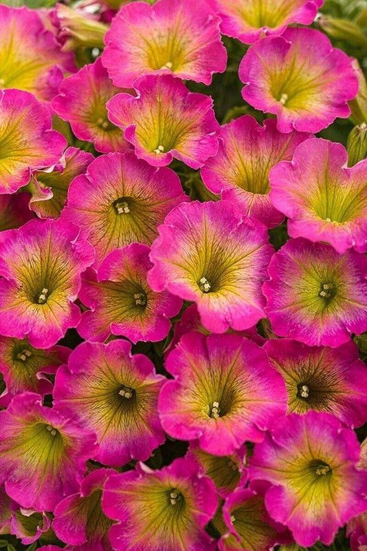 CYBEXIS Yellow Pink Petunia Seeds Seed  (50 per packet)