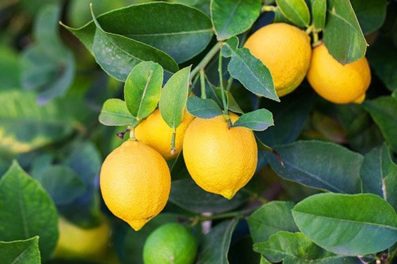 Leaf Life Lemon Plant  (Pack of 1)