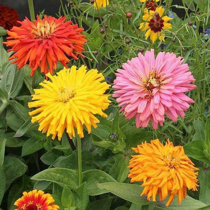 Paudha Zinnia Hybrid Flower Seed  (35 per packet)