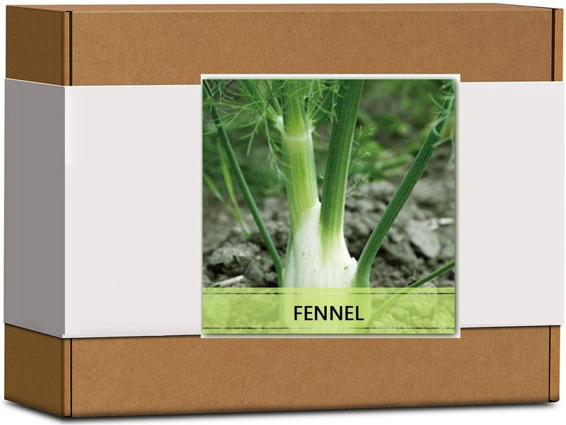 CYBEXIS High Germination Fennel Seeds-350 Seeds Seed  (350 per packet)