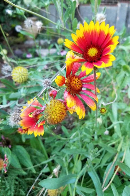 XOLDA Gallardia flower Seed  (17 per packet)