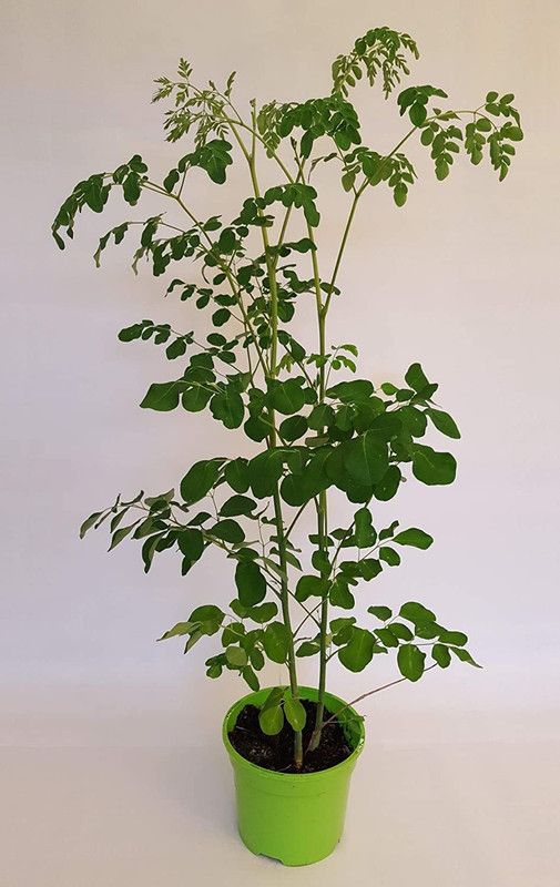 Qualtivate ® Rare F1 Hybrid PKM 2 Drumstick Seeds -Moringa Oleifera Seed  (20 per packet)