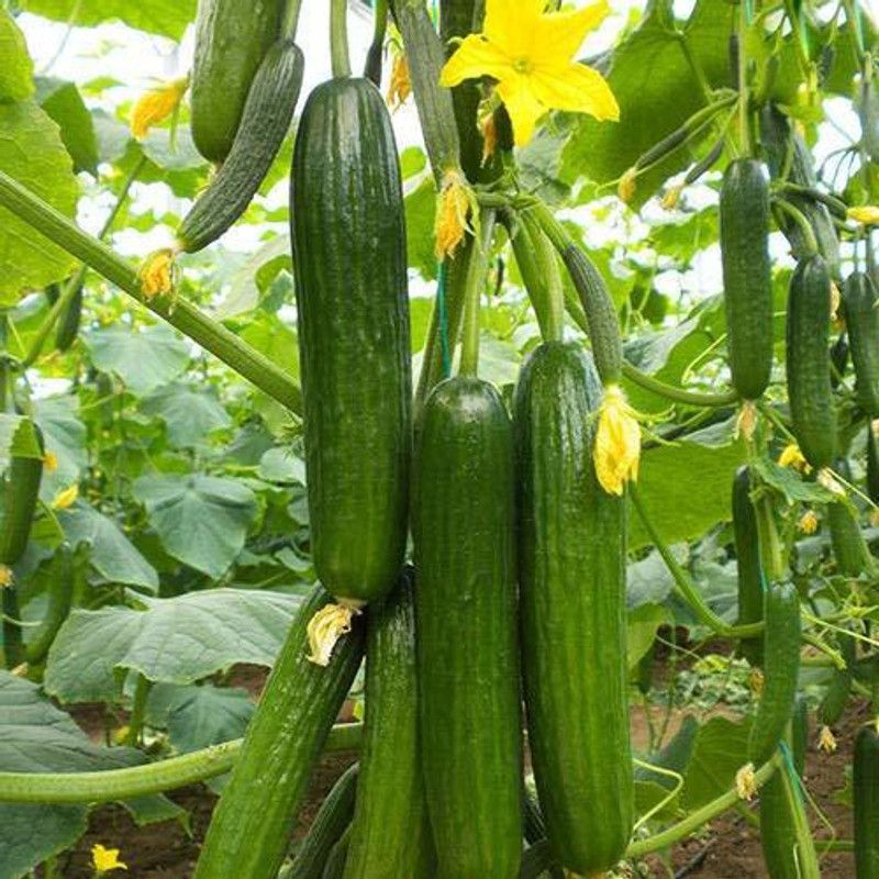 Qualtivate ™ Green Cucumber Seeds - Long Hybrid Vegetable(50 Seeds) Seed  (50 per packet)