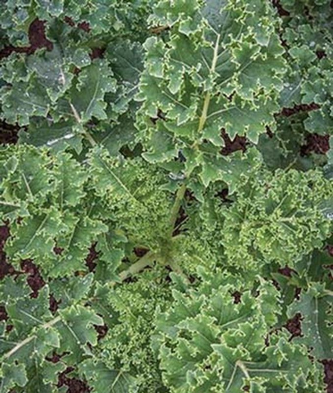 VibeX F1 Hybrid Dwarf Blue Curled Vates Kale Seed  (120 per packet)