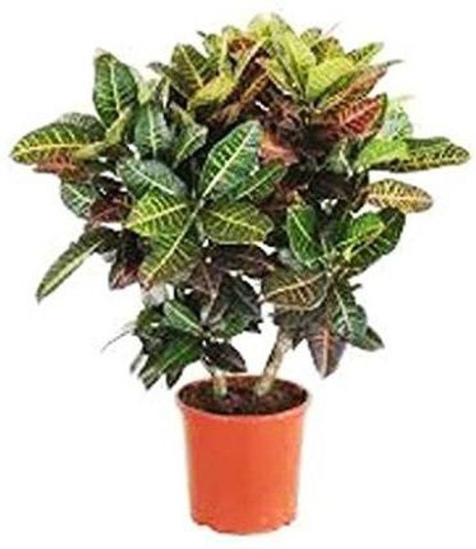 Dream mall Kroton Plant  (Hybrid, Pack of 1)