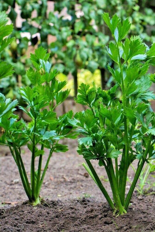 WILLVINE NDIR-87 Tall Utah Celery Seeds-1000 Seed  (1000 per packet)