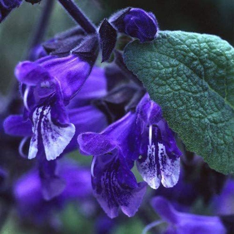 CYBEXIS World Seeds - Salvia Hians Seeds Seed  (50 per packet)