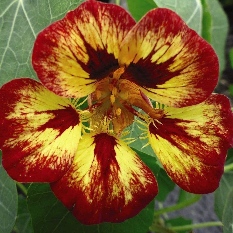 CYBEXIS Nasturtium 'Orchid Flame' Seeds Half-Hardy Seed  (1 g)