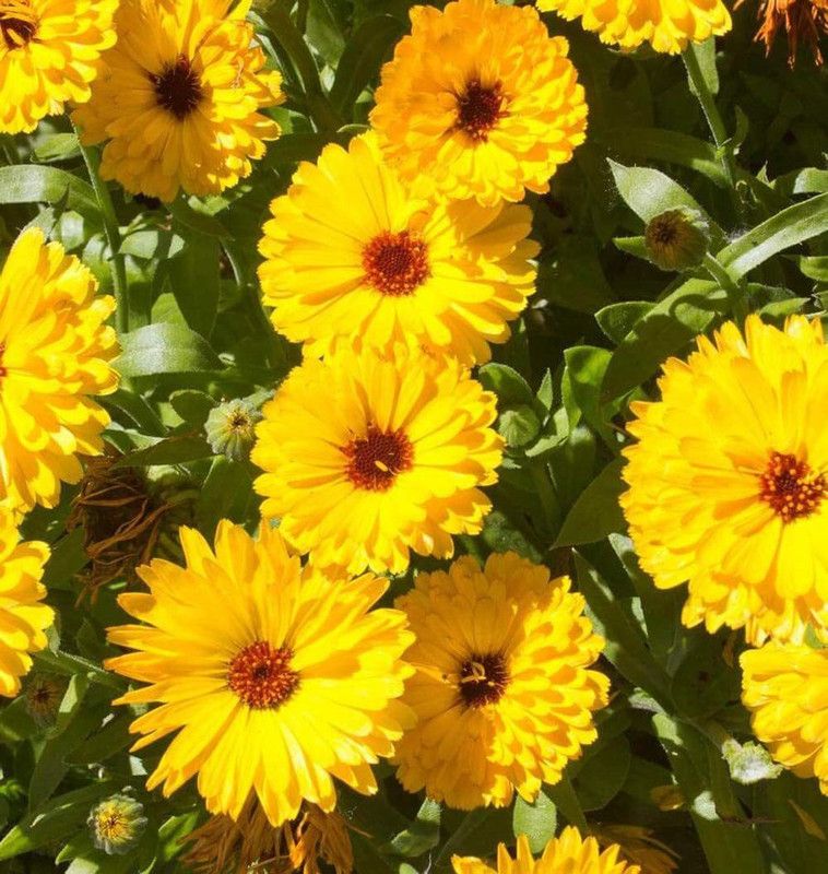 CYBEXIS F1 hybrid Calendula 'Fiesta Gitana' or Pot Marigold Seed  (1 g)