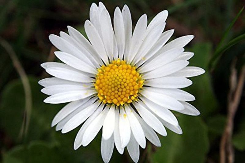 CYBEXIS English Daisy single | F1 Hybrid Flower | Seeds Seed  (50 per packet)